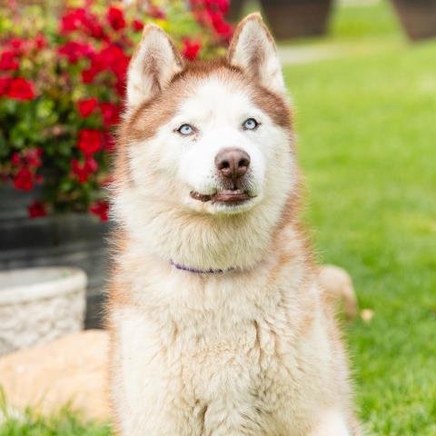 ARCHIMEDES - Siberian Husky available for adoption