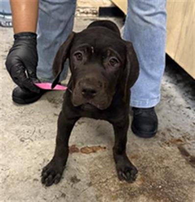*HULK - Cane Corso Mastiff / Doberman Pinscher available for adoption