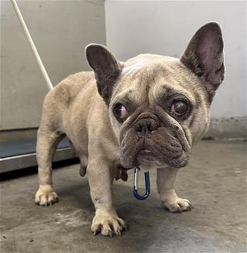 DOLLY - French Bulldog available for adoption