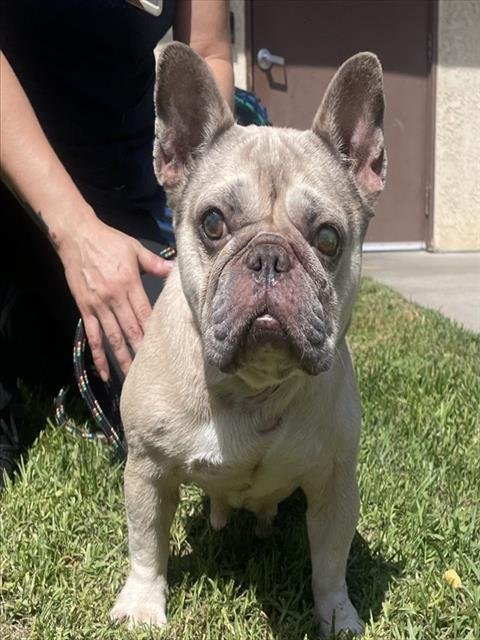 DOLLY - French Bulldog available for adoption