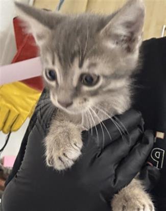 A887559 - Domestic Short Hair available for adoption