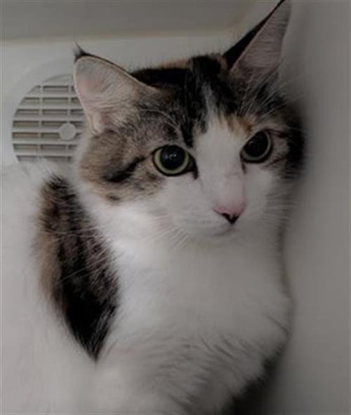 *MAMA WAYRA - Domestic Short Hair available for adoption