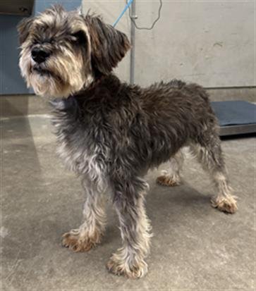 A888818 - Miniature Schnauzer available for adoption