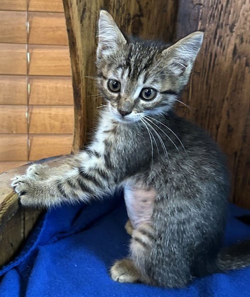 *GRETCHEN - Domestic Short Hair available for adoption