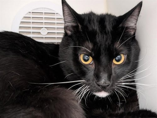 A887271 - Domestic Short Hair available for adoption