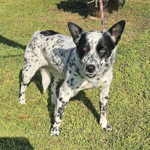 *CARMELITA - Australian Cattle Dog/Blue Heeler available for adoption