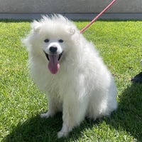 BUDDY - Photo 1