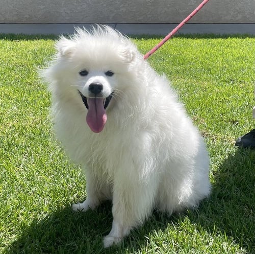 BUDDY - American Eskimo Dog available for adoption