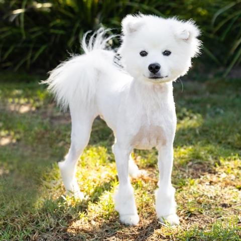 BUDDY - American Eskimo Dog available for adoption