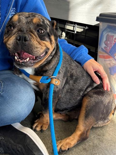 *BUTTERCUP - French Bulldog available for adoption