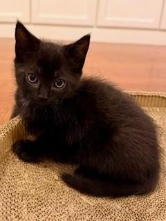 *NOVA - Domestic Short Hair available for adoption