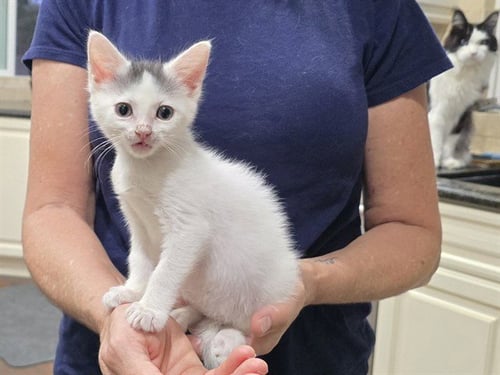 *BETTIE PAGE - Domestic Short Hair available for adoption