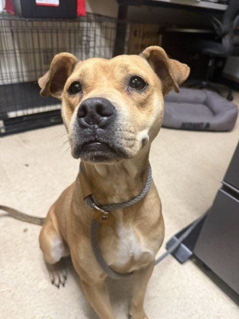 A888834 - Pit Bull Terrier available for adoption