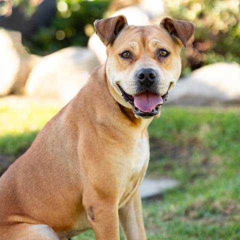 *TULIP - Labrador Retriever / Pit Bull Terrier available for adoption