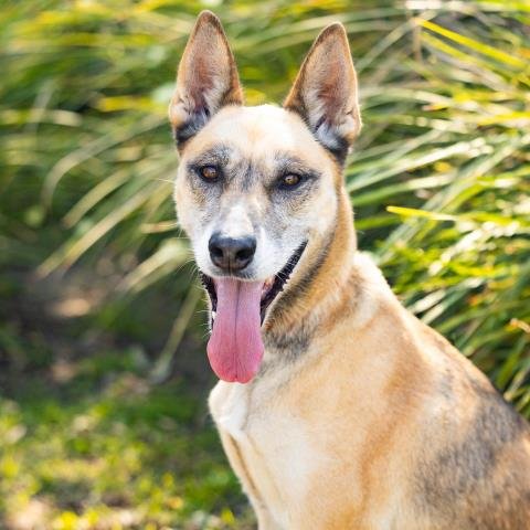 *TRULY - German Shepherd Dog available for adoption