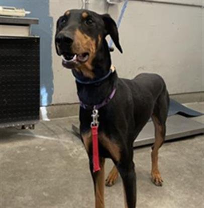 A889244 - Doberman Pinscher available for adoption