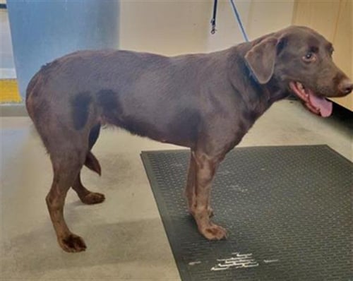 A888699 - Labrador Retriever available for adoption