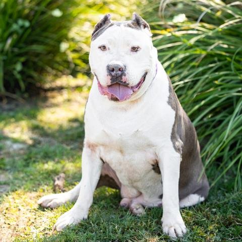 *MELLOW - Pit Bull Terrier available for adoption