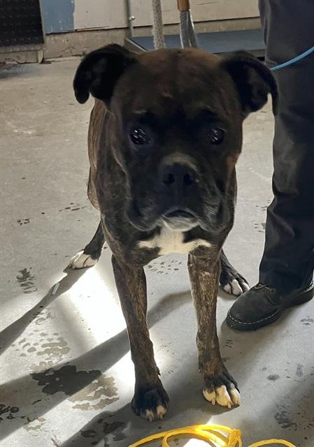 *PRINCE - Boxer available for adoption