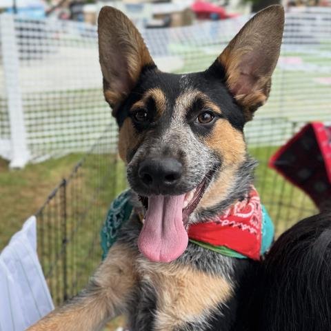 RYKER - Australian Cattle Dog/Blue Heeler available for adoption