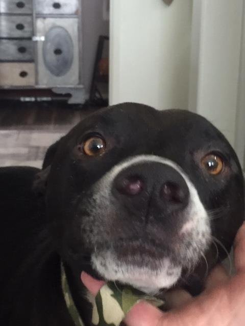 BUDDY Image