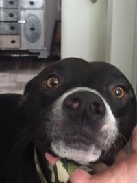 BUDDY - Photo 1