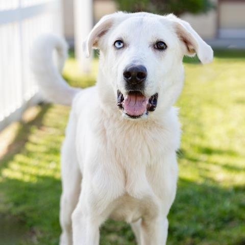 *OAKELY - Great Pyrenees available for adoption