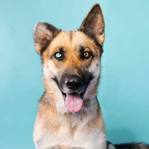 SCOUT - German Shepherd Dog available for adoption