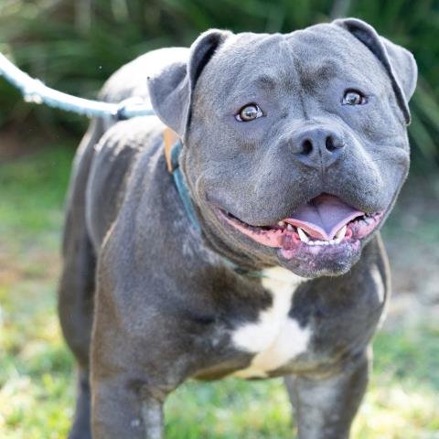 *GRANITE - Pit Bull Terrier available for adoption