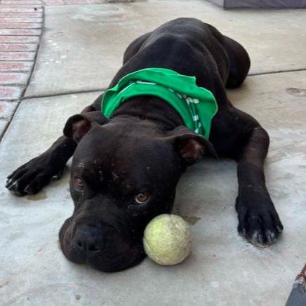 *KIP - Pit Bull Terrier available for adoption