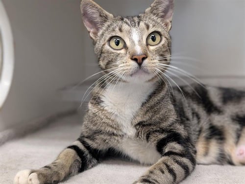 *KORRA - Domestic Short Hair available for adoption