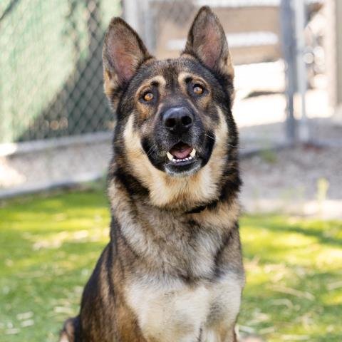 TWISTER - German Shepherd Dog available for adoption