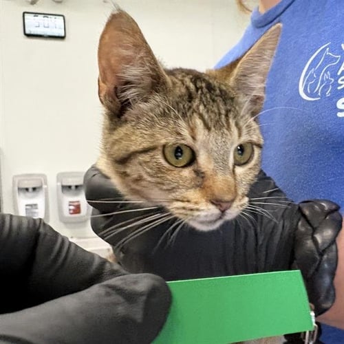 A887880 - Domestic Short Hair available for adoption