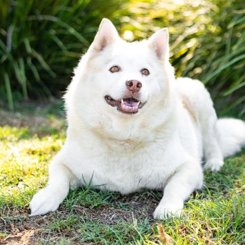 LYLA - Siberian Husky available for adoption