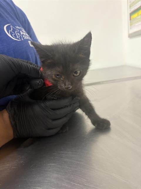 A888553 - Domestic Short Hair available for adoption