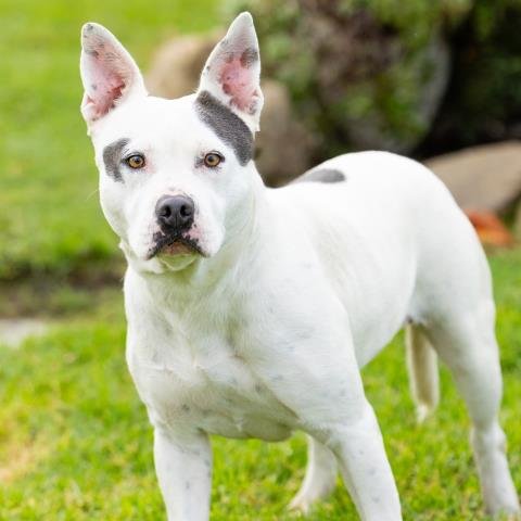 A889192 - Pit Bull Terrier available for adoption