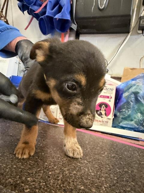 A888564 - Australian Cattle Dog/Blue Heeler available for adoption