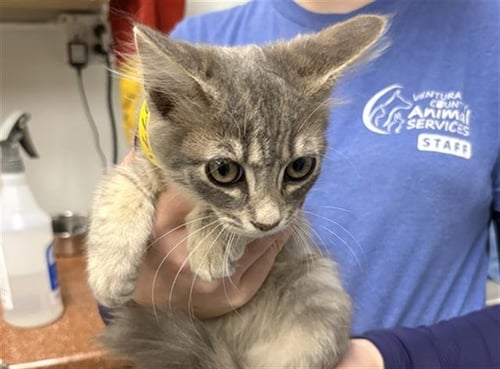 A887771 - Domestic Short Hair available for adoption
