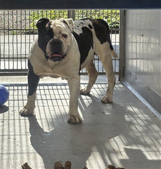 A877160 - American Bulldog available for adoption