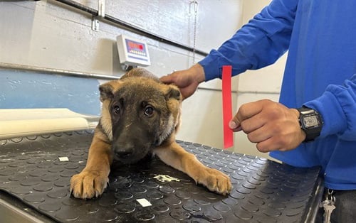 *GALA - Belgian Shepherd Malinois available for adoption