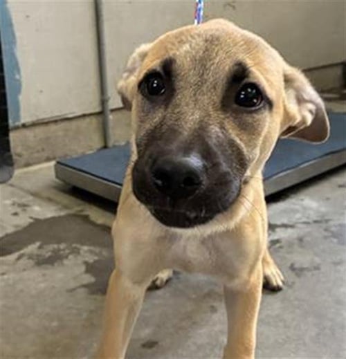 A888788 - Belgian Shepherd Malinois available for adoption