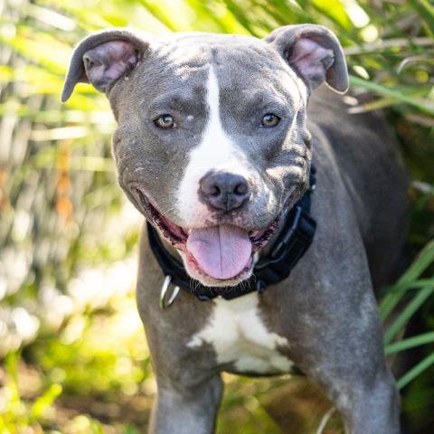 DOBBY - Pit Bull Terrier available for adoption