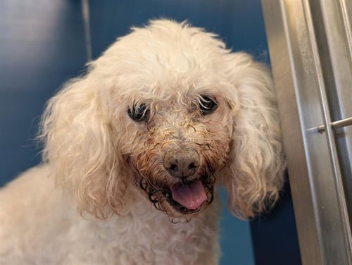 *ELSA - Poodle (Miniature) available for adoption
