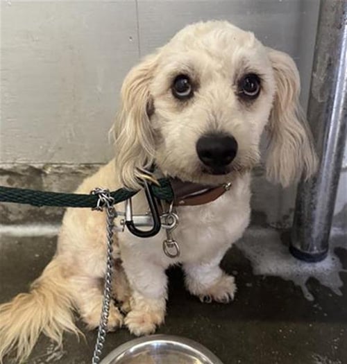 A888361 - Poodle (Miniature) available for adoption
