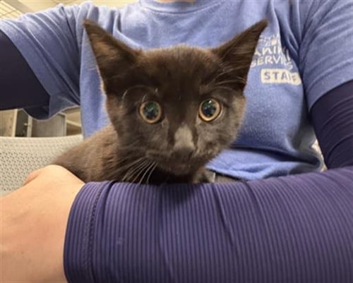 A887478 - Domestic Short Hair available for adoption
