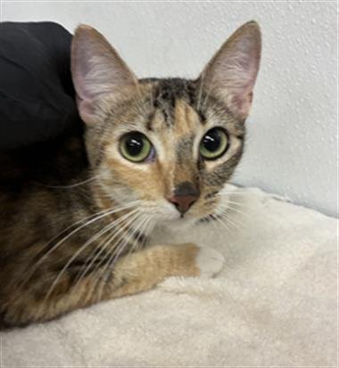 A888741 - Domestic Short Hair available for adoption