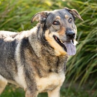 HANK - Photo 1