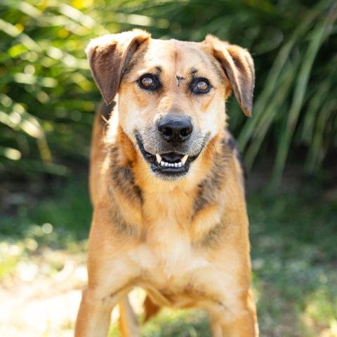 MILO - German Shepherd Dog available for adoption