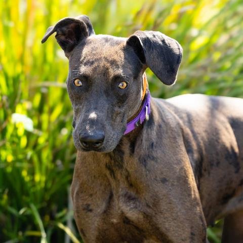 *BIG MAMA - Great Dane / Doberman Pinscher available for adoption