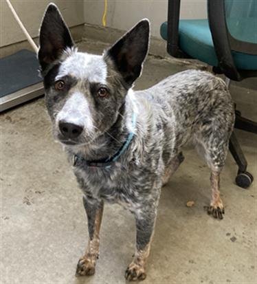 FRANKLIN - Queensland Heeler available for adoption